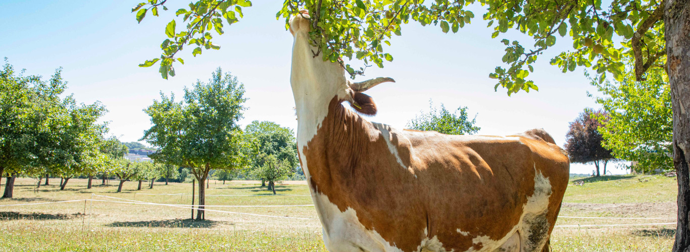 Kuh frisst vom Baum
