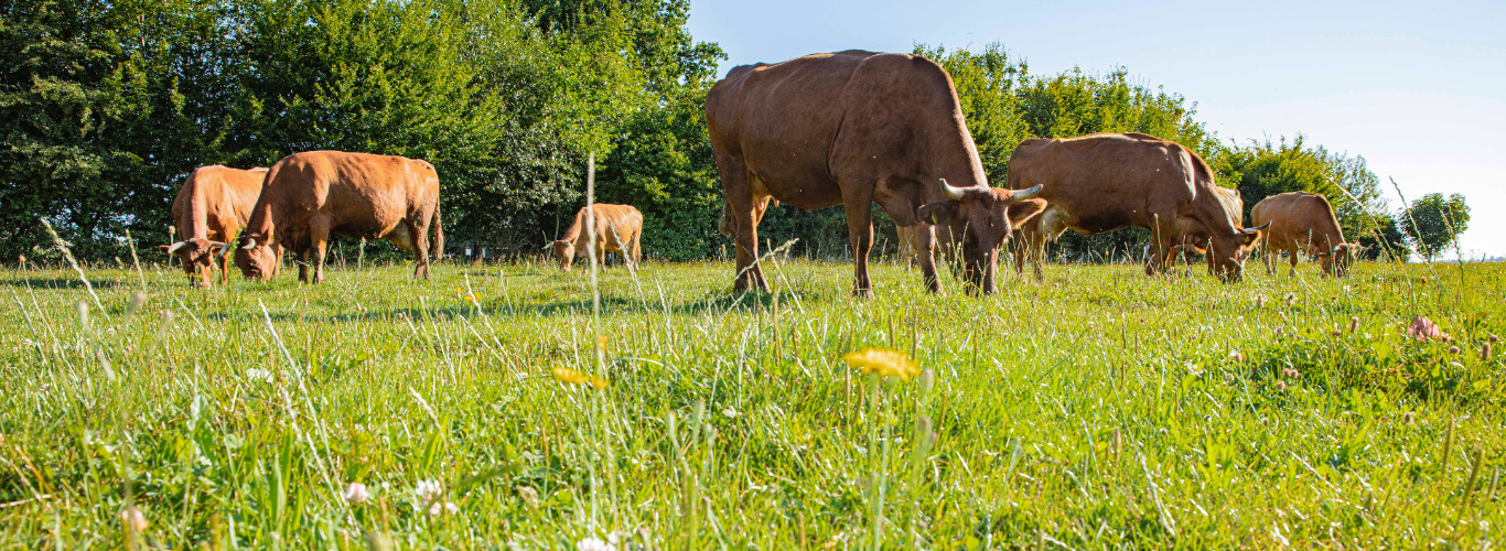 Kühe auf Weide